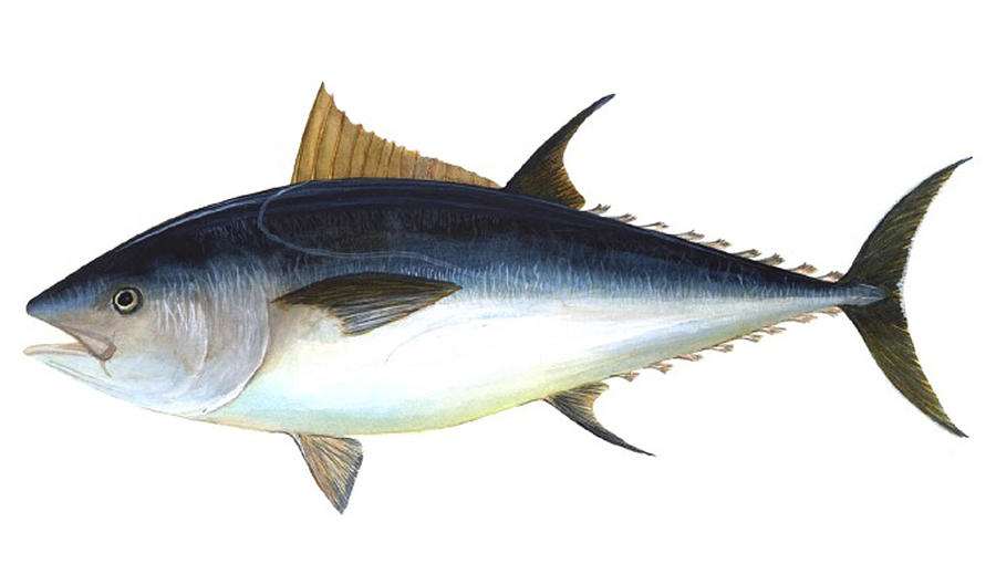 Bluefin Tuna Stickers for Sale - Fine Art America