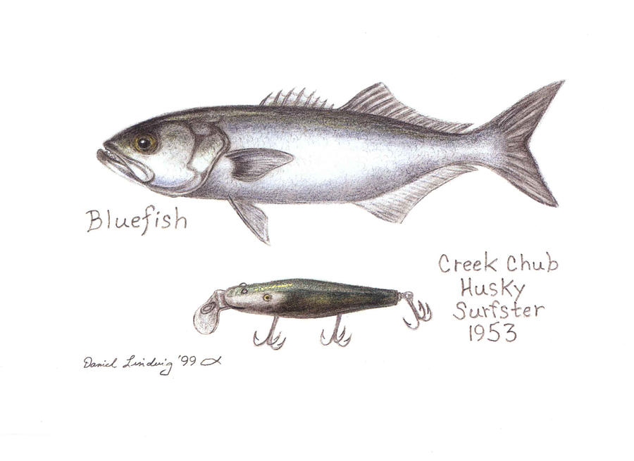 Fish Drawing - Bluefish with Creek Chub Husky Surfster by Daniel Lindvig