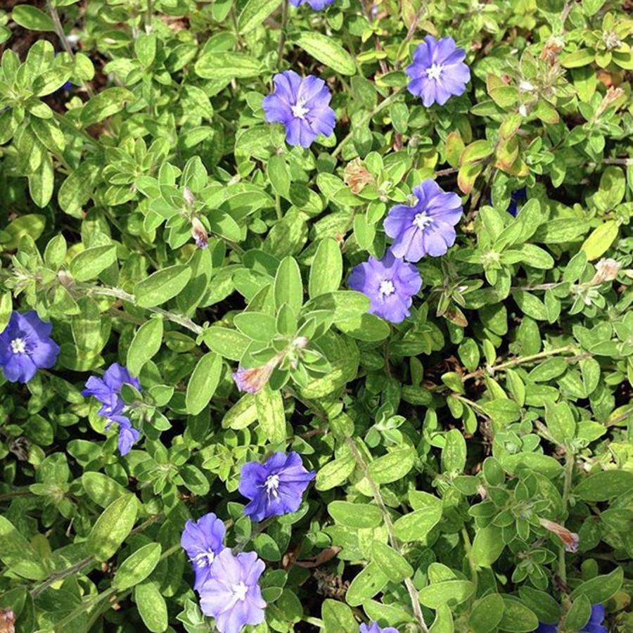 #blueflowers Photograph by Susan Nash