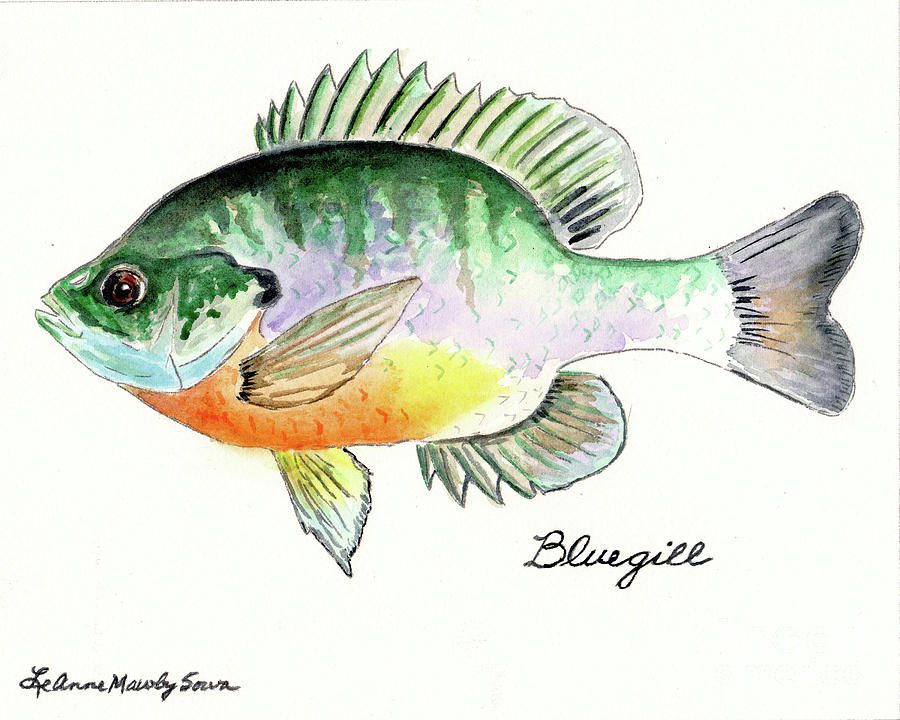 Bluegill Fish Painting by LeAnne Sowa