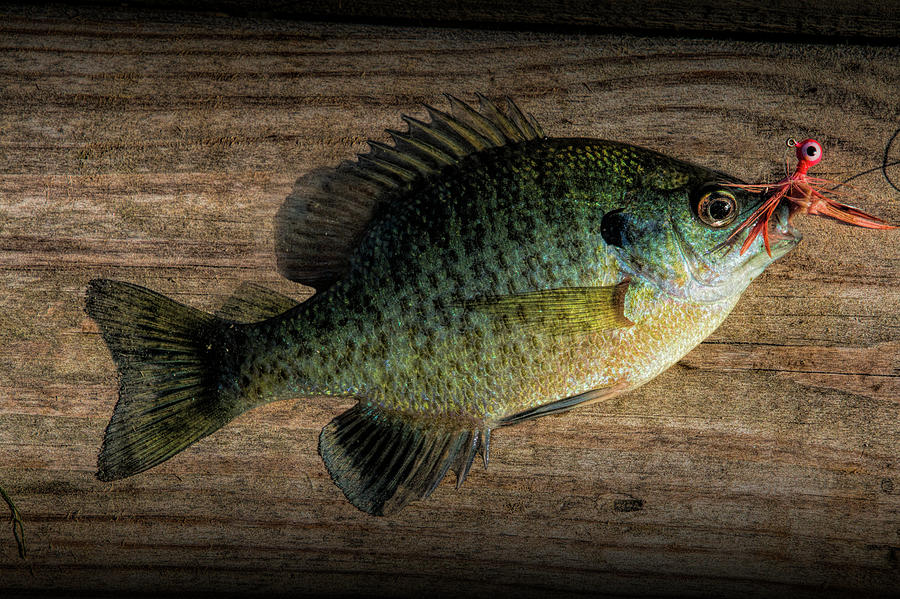 Bluegill Panfish caught with a jig Photograph by Randall Nyhof