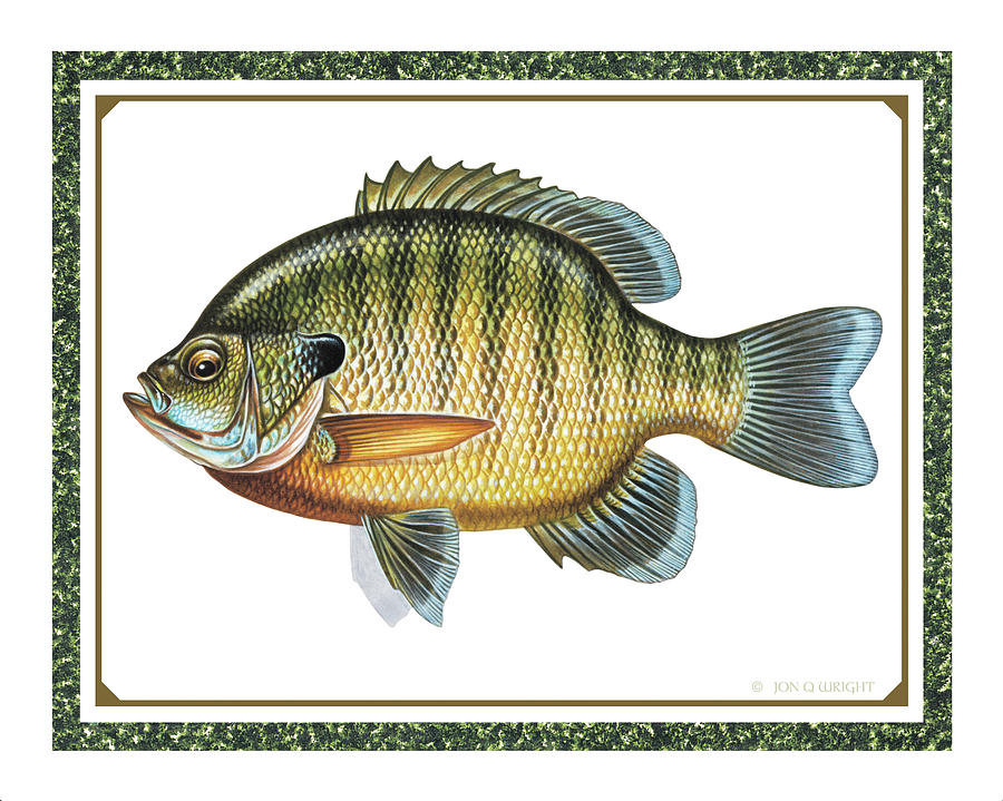 Fish Painting - Bluegill print by JQ Licensing