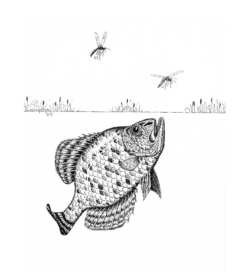 Bluegill Drawing by Timothy Livingston