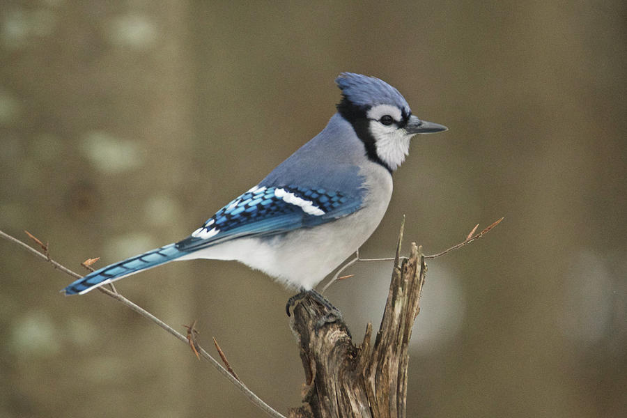 Bluejay 012 Photograph by Michael Peychich
