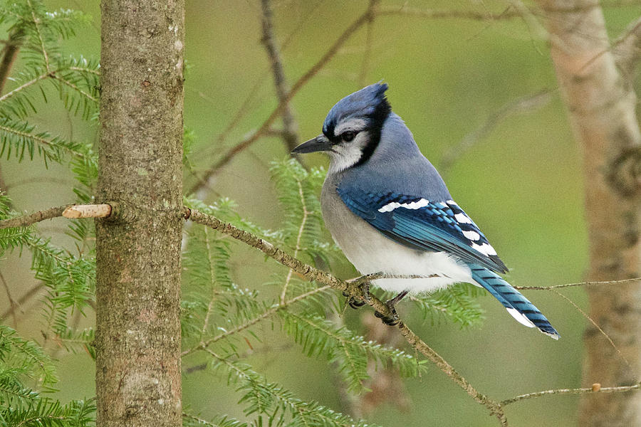 Bluejay 013 Photograph by Michael Peychich