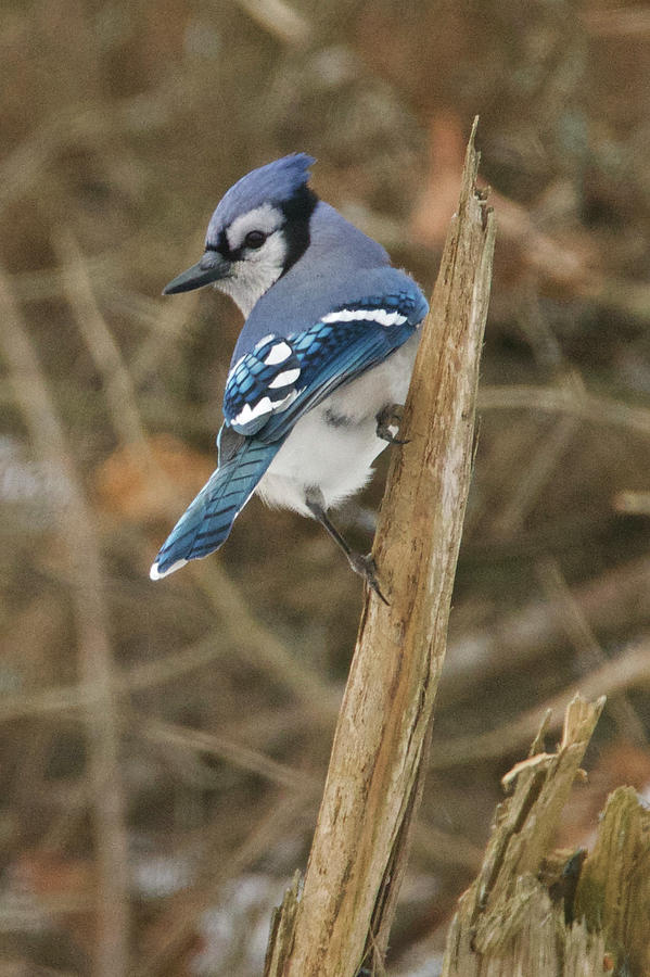 Bluejay 014 Photograph by Michael Peychich