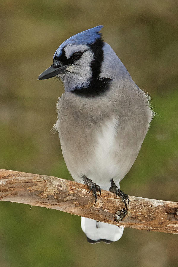 Bluejay 016 Photograph by Michael Peychich
