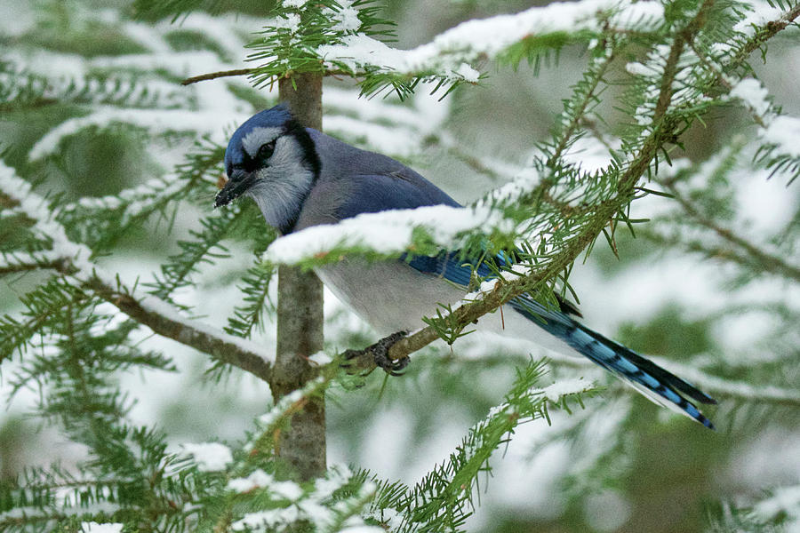 Bluejay 018 Photograph by Michael Peychich