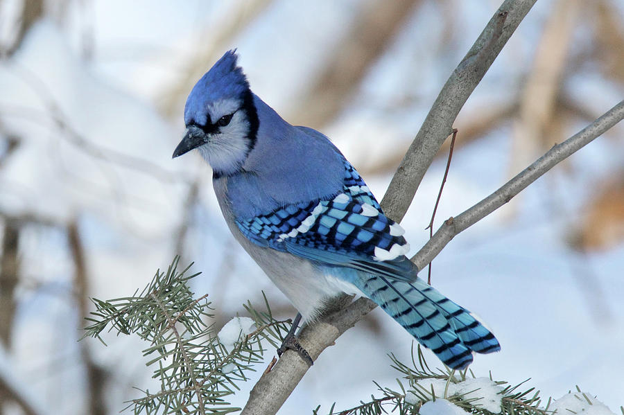 Bluejay 0296 Photograph by Michael Peychich