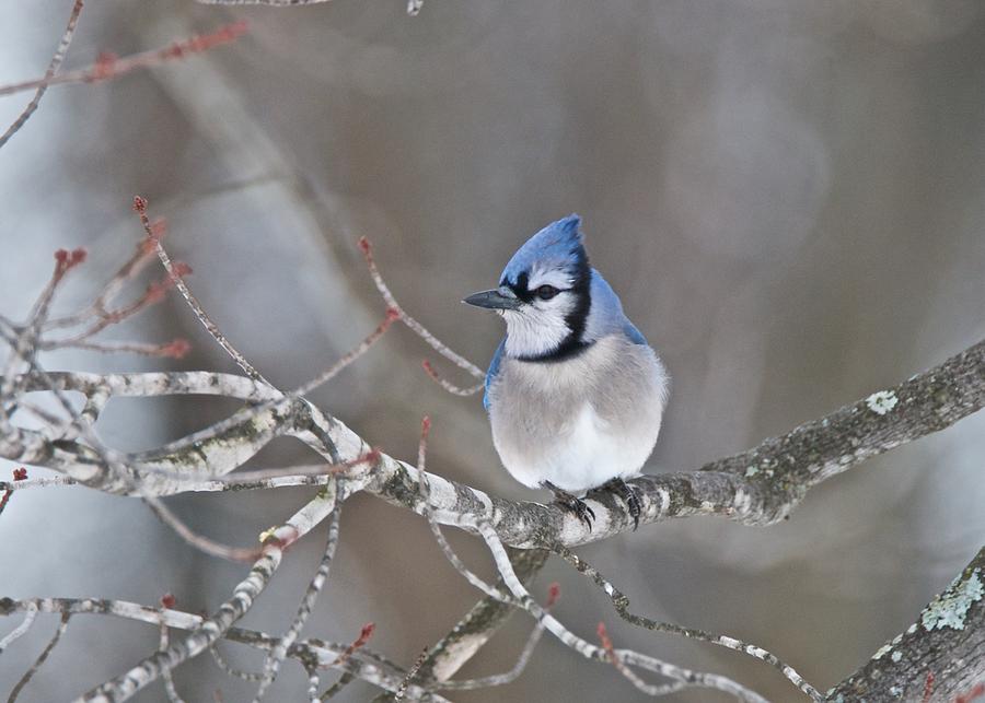 Bluejay 1352 Photograph by Michael Peychich