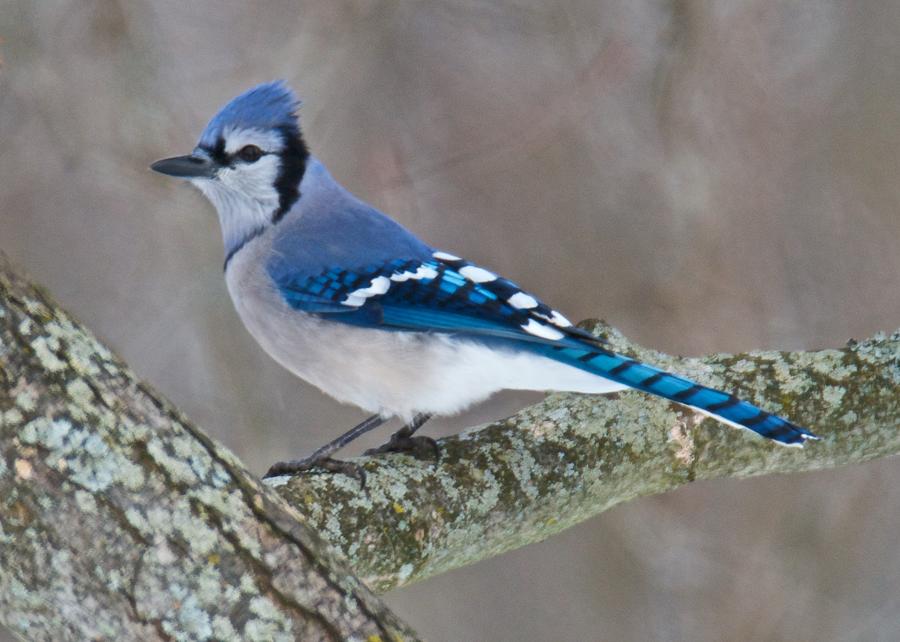 Bluejay 1357 Photograph by Michael Peychich