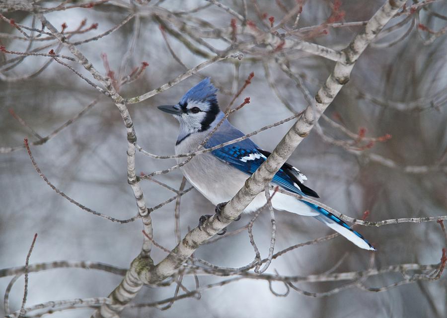 Bluejay 1358 Photograph by Michael Peychich