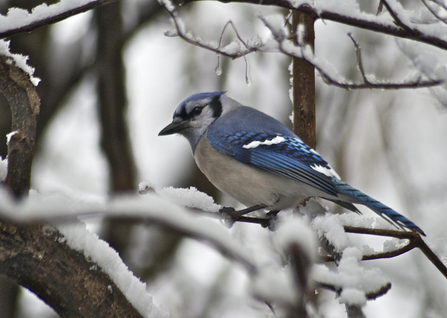 Bluejay 3648 Photograph by Michael Peychich