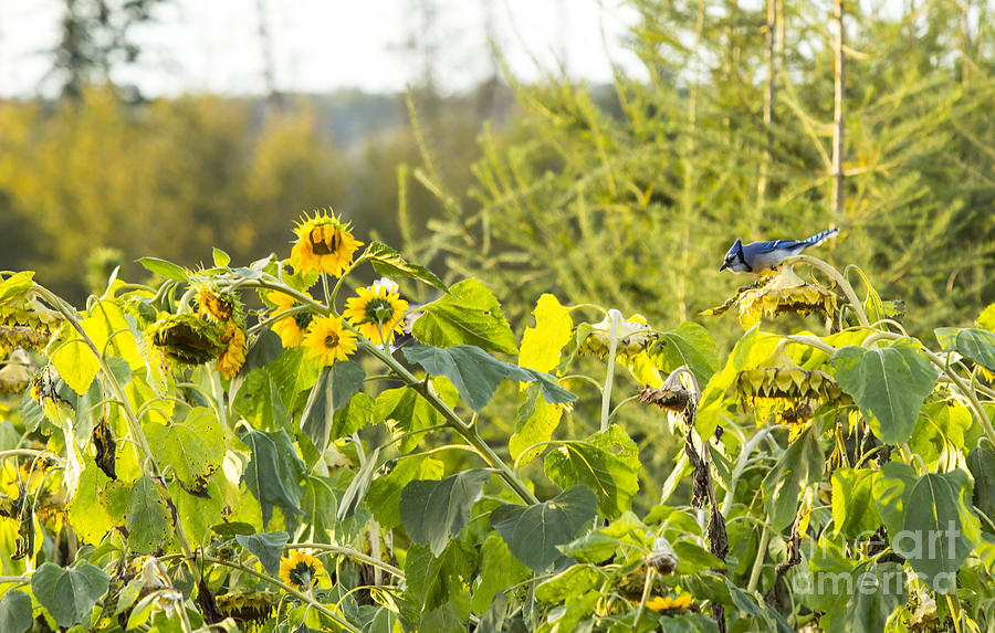 Bluejay And Sunflowers Photograph