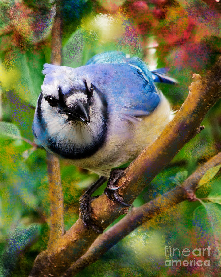 Blue Jay Photograph - Bluejay by Betty LaRue