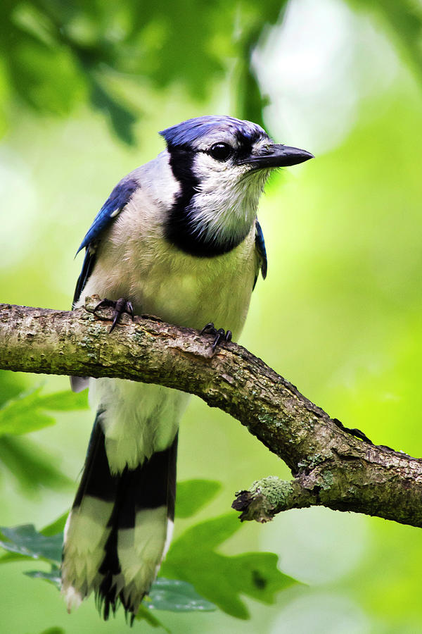 BlueJay Photograph by Christina Rollo