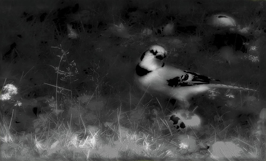 Bluejay-Fall Approaching-Black and White Photograph by Mike Breau