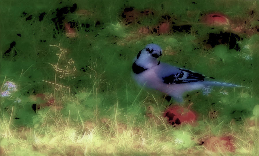 Bluejay-fall Approaching-desaturated Photograph