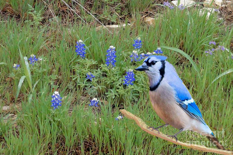 Bluejay in the Bluebonnets Photograph by Janette Boyd