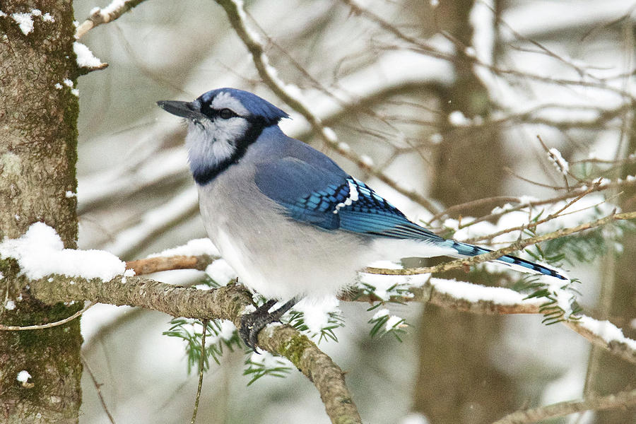 Bluejay in Winter 011 Photograph by Michael Peychich