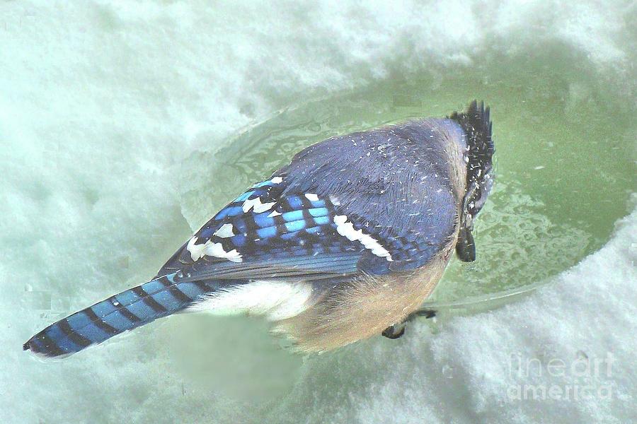 Bluejay in Winter Photograph by Janette Boyd
