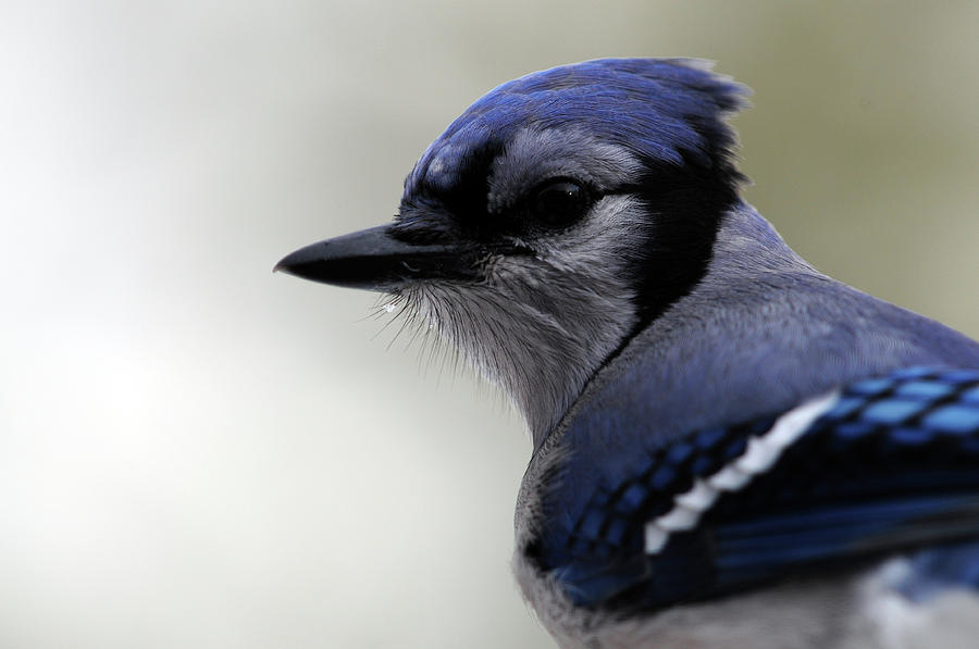 Bluejay Photograph by Mike Martin