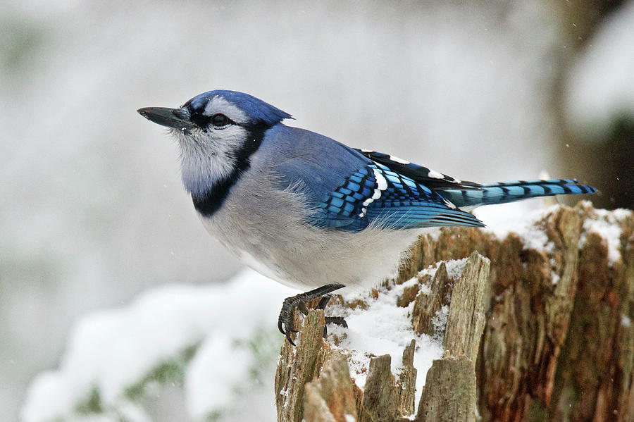Bluejay on the Stump Photograph by Michael Peychich