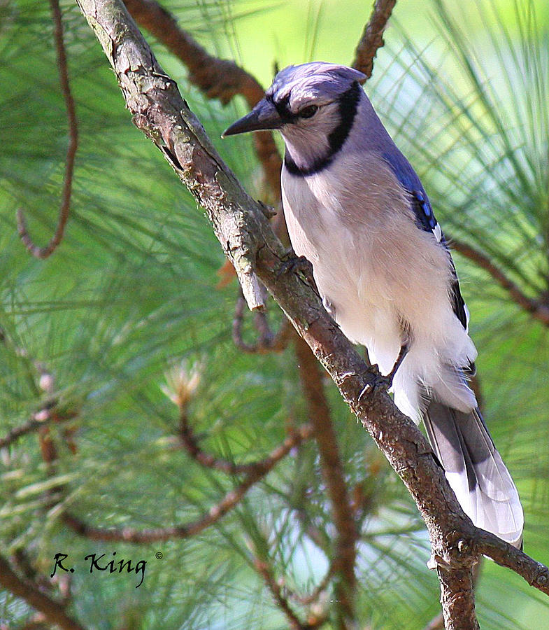 Blue Jay Photograph - Bluejay by Roena King