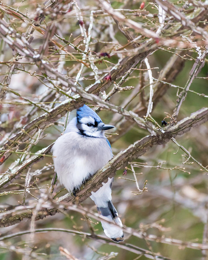 Winter Photograph - Bluejay  by Victor Hiltz