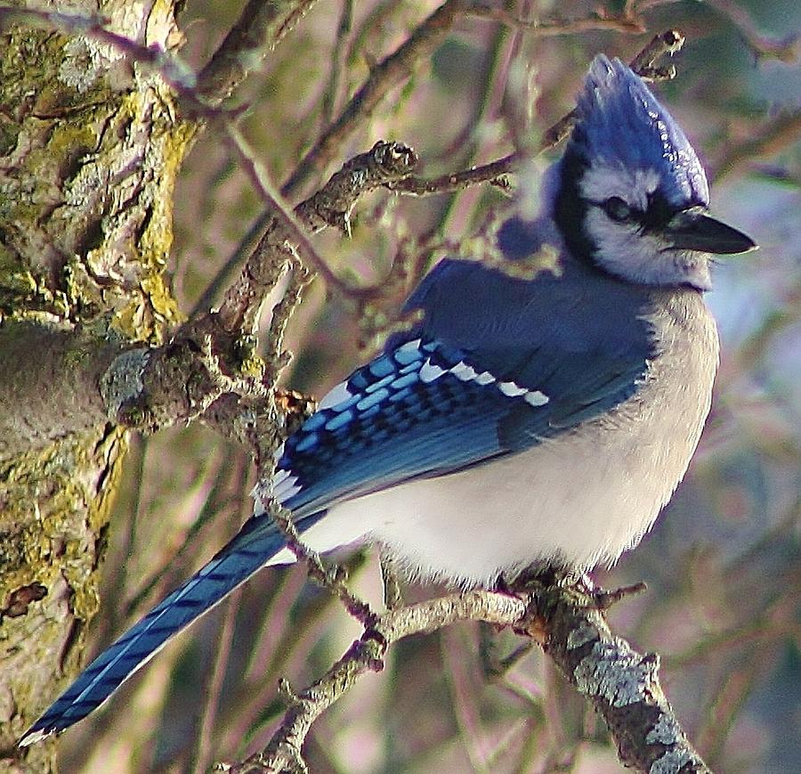 Blue Jay Photograph - Bluejay Watch by Bruce Bley