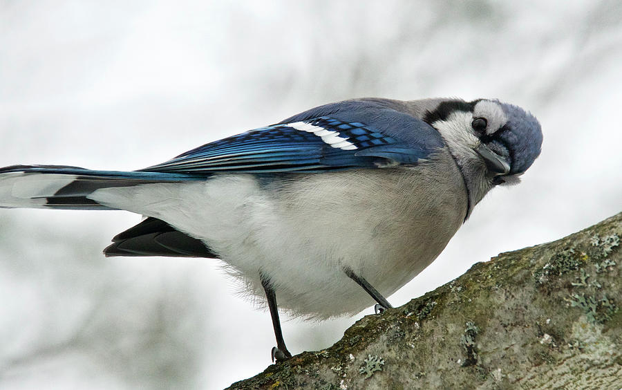 Bluejay with an Attitude Photograph by Michael Peychich