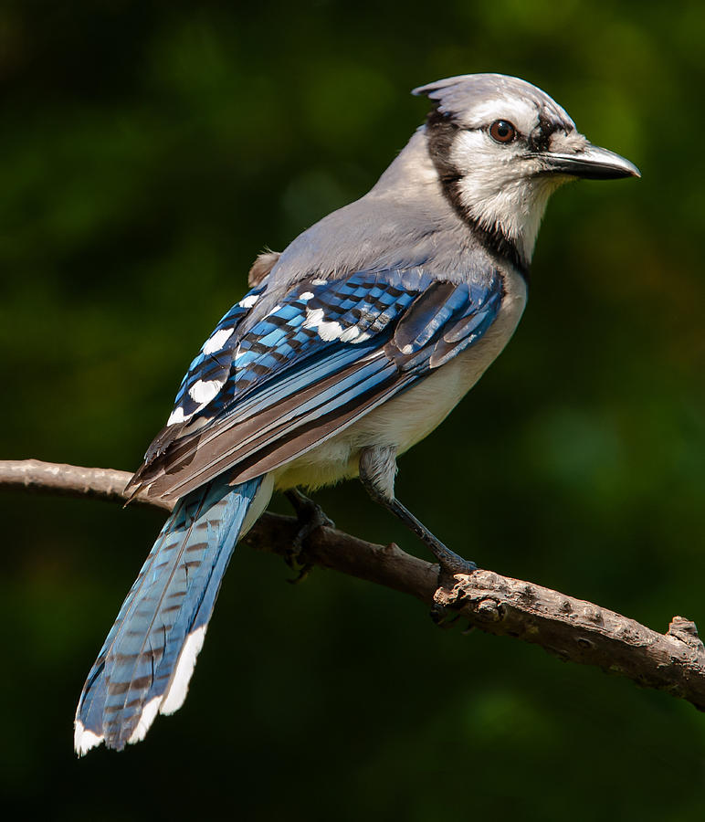 Bluejays Way Photograph by Jim Moore