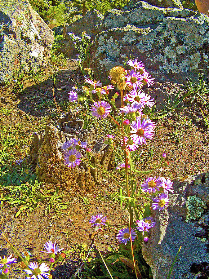 Blueleaf Asters in Firehole Canyon in Yellowstone National Park, Wyoming  Photograph by Ruth Hager