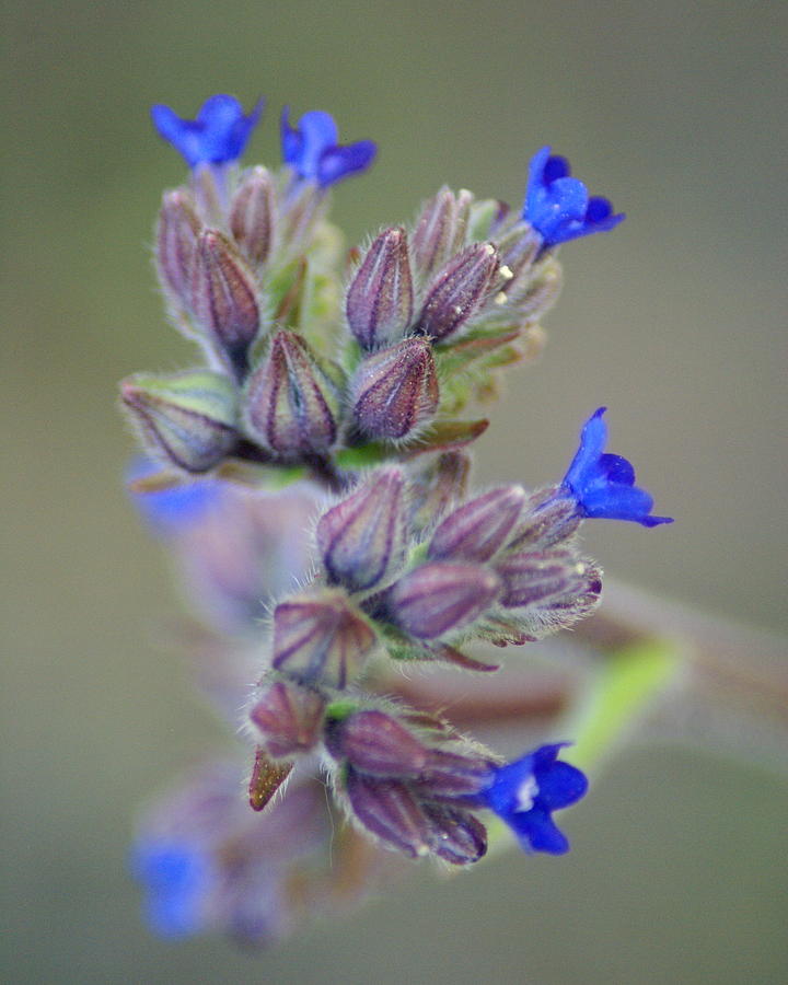 Blues a Bloomin Photograph by Ben Upham III Blues a Bloomin Photograph by Ben Upham III