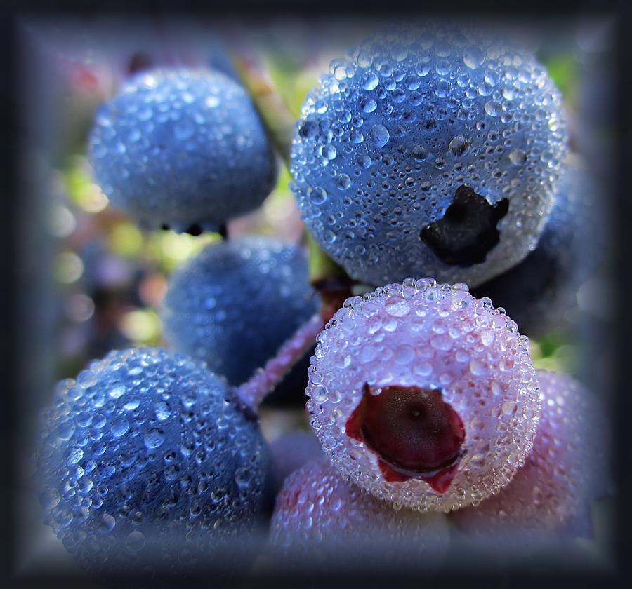 Blues - Blueberries Photograph by MTBobbins Photography