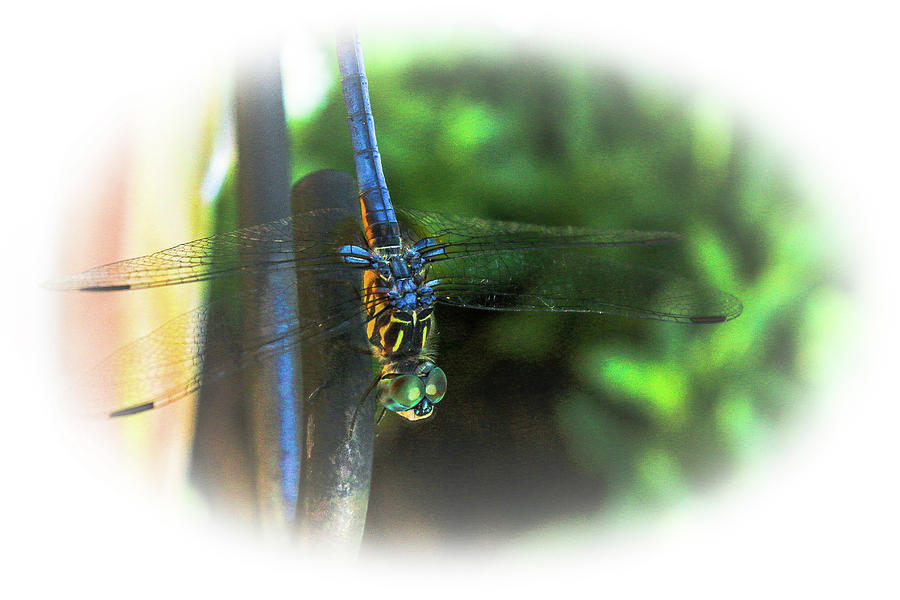 Blue-Eyed Dragonfly Photograph by Ola Allen