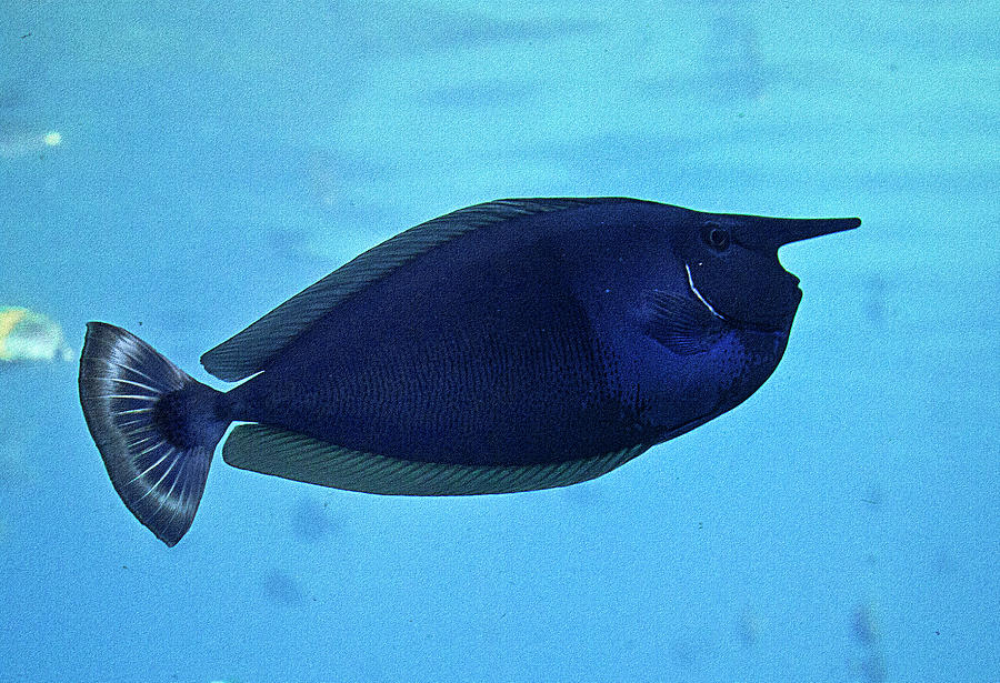 Bluespine Unicorn Fish Photograph