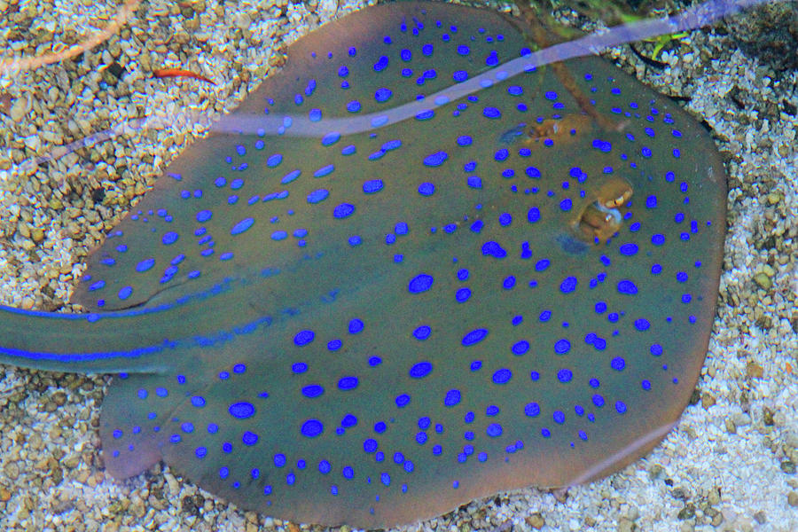 Bluespotted Ribbontail Ray Photograph by Shoal Hollingsworth