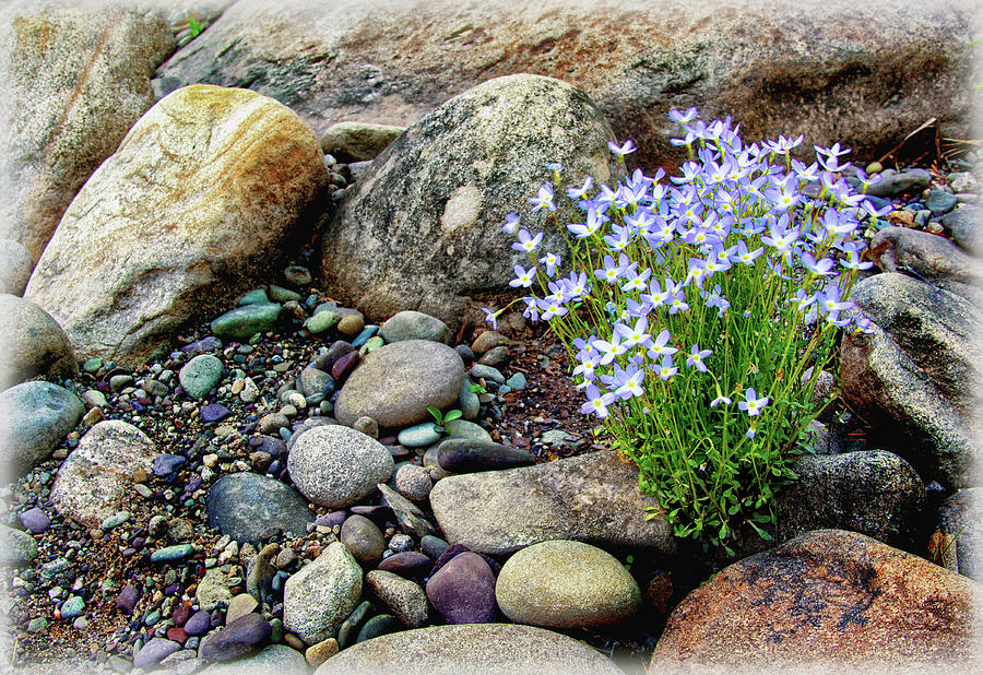 Spring Photograph - Bluets among the River Rocks by Carolyn Derstine