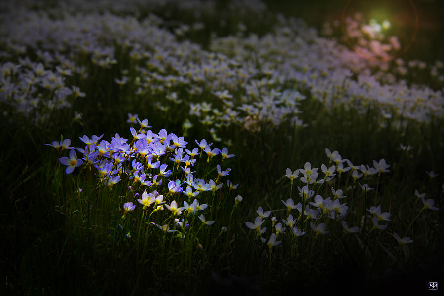 Bluets in Momentary Light Photograph by John Meader