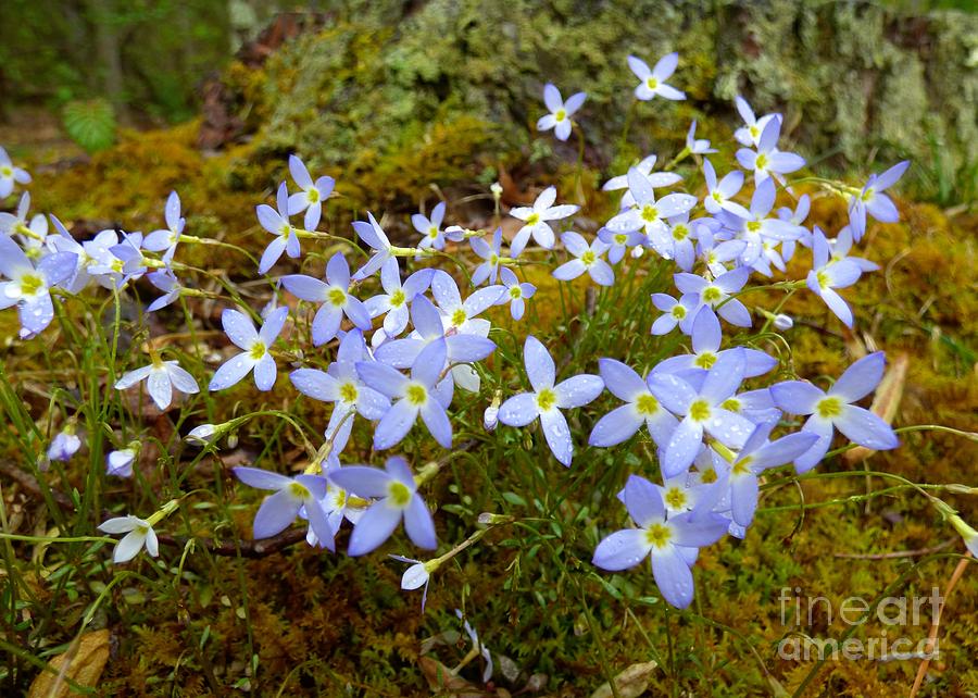 Bluets Photograph by Jean Wright