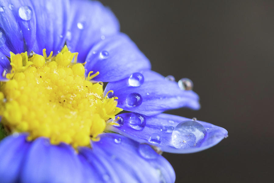 Bluey Dew Photograph by Brian Hale
