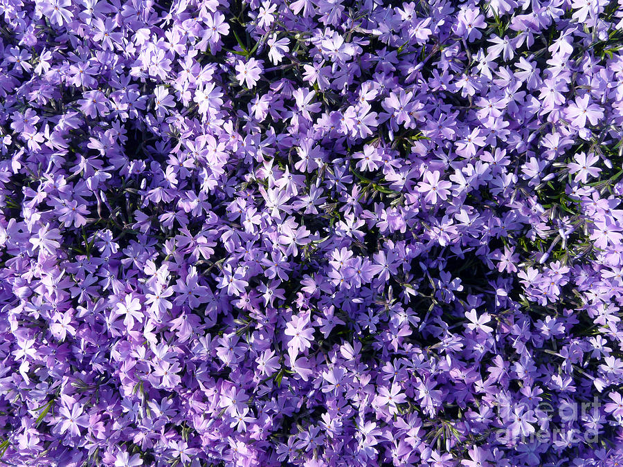 Flower Photograph - Bluish Carpet by Jasna Dragun