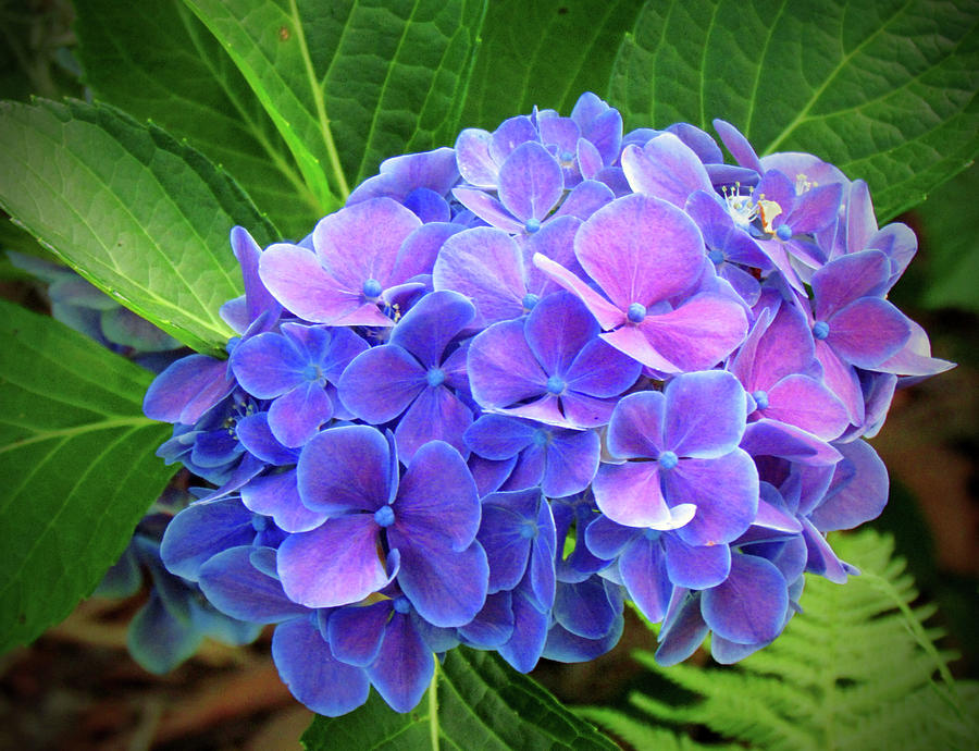 Flower Photograph - Bluish Purple Hydrangea by Cynthia Guinn