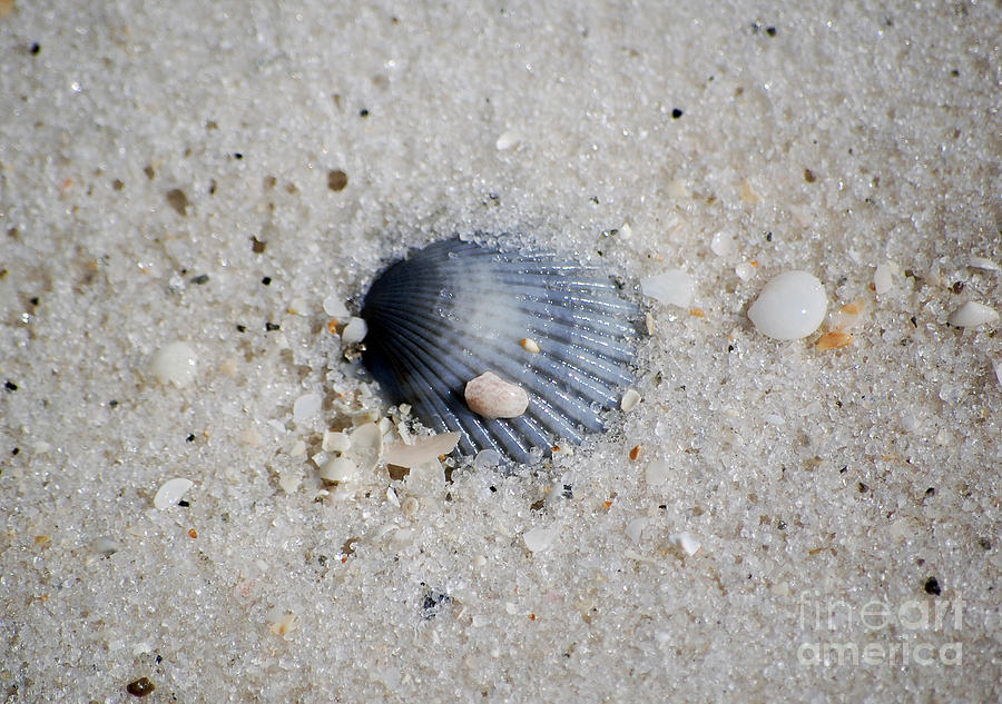Shell Photograph - Bluish Purple Ribbed Sea Shell Macro Buried in Fine Wet Sand by Shawn OBrien