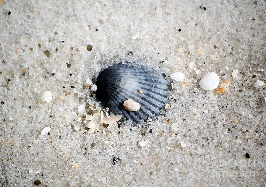 Bluish Purple Ribbed Sea Shell Macro Buried in Fine Wet Sand Watercolor Digital Art Photograph by Shawn OBrien