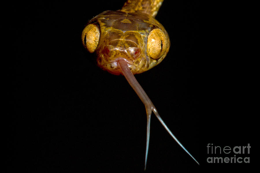 Snake Photograph - Blunthead Tree Snake by Dant Fenolio