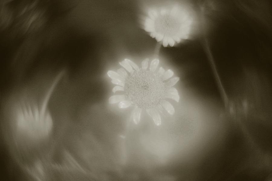 Blur Flower Photograph