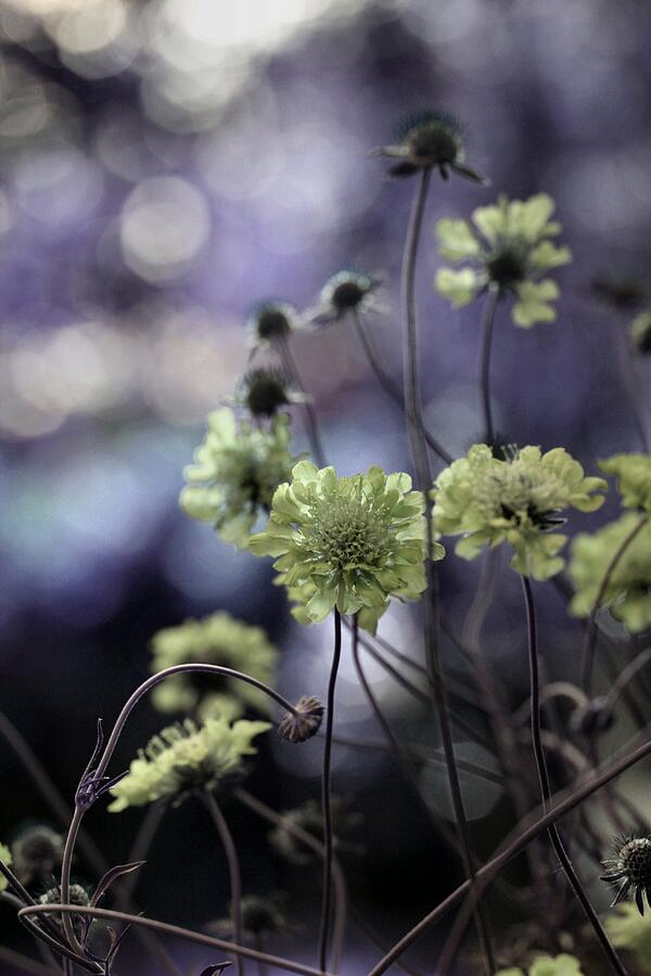 Flower Photograph - A Meadows Blur Of Nature by Gothicrow Images
