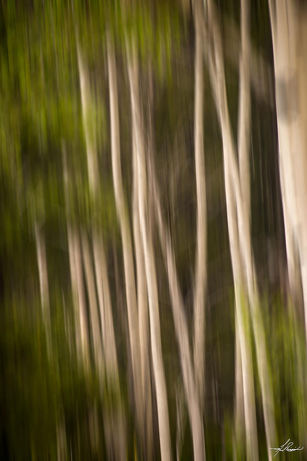 Tree Photograph - Blurred Birch by Phil And Karen Rispin